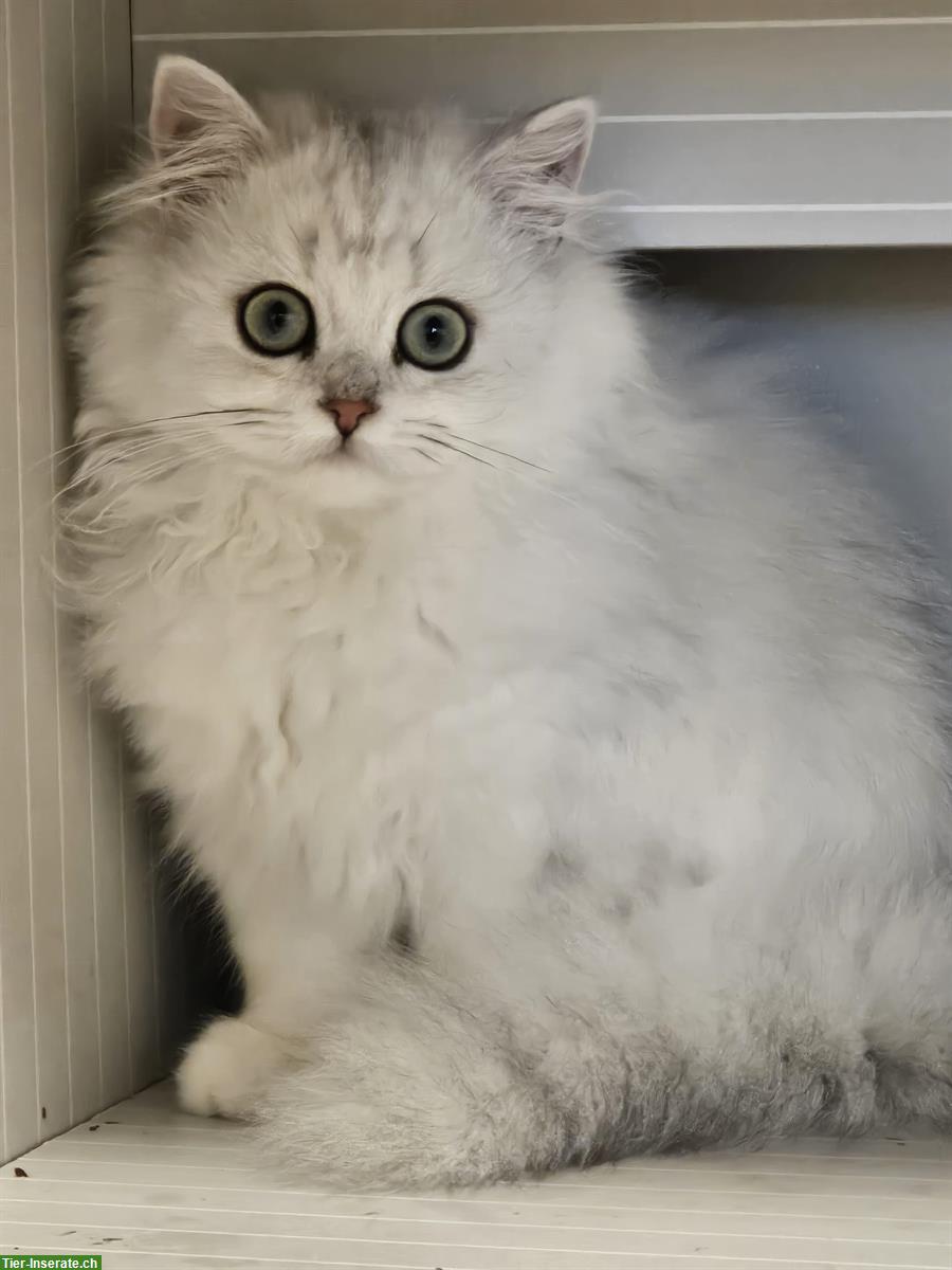 Bild 7: Britisch Kurzhaar Babykatzen, weiblich und männlich