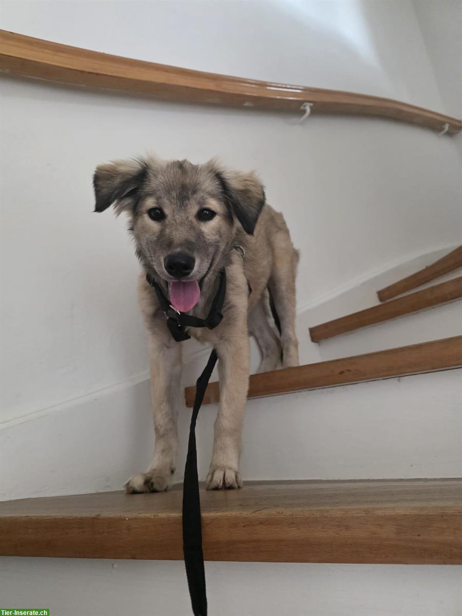 Mischlingshündin Niva, kleine Entdeckerin, lernfreudig und verschmust