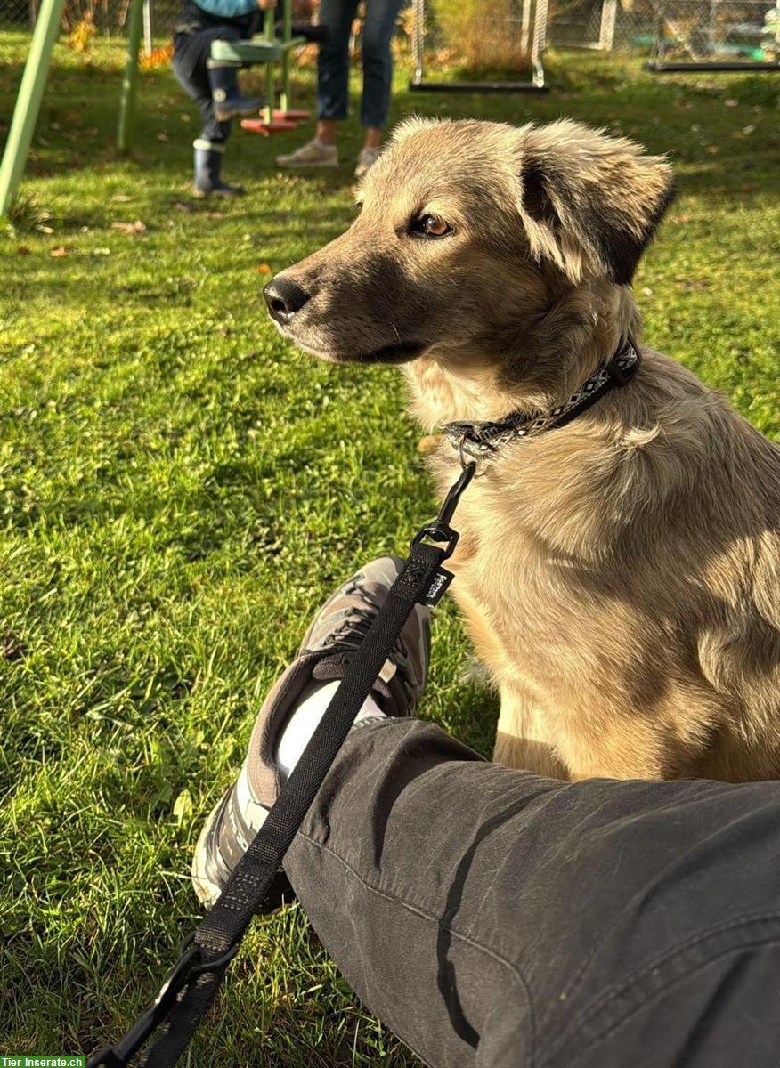 Bild 2: Mischlingshündin Niva, kleine Entdeckerin, lernfreudig und verschmust