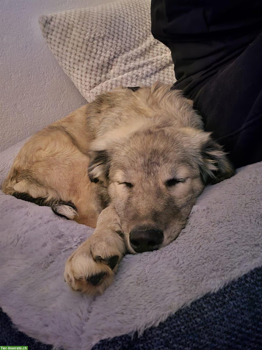 Bild 3: Mischlingshündin Niva, kleine Entdeckerin, lernfreudig und verschmust