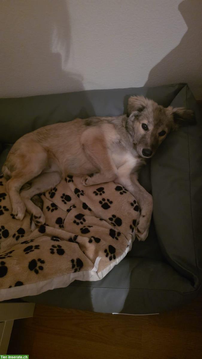 Bild 4: Mischlingshündin Niva, kleine Entdeckerin, lernfreudig und verschmust