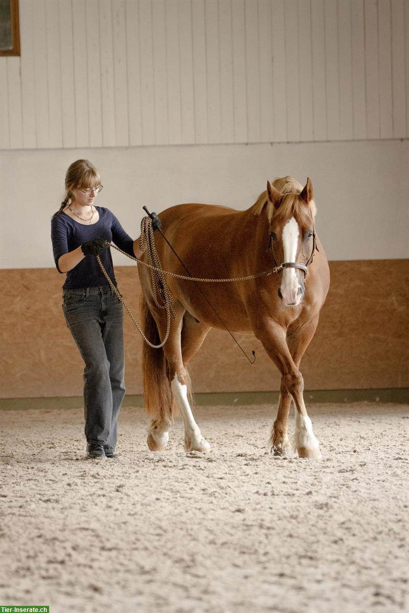 Pferdefreund*in gesucht in der Nähe Rheinfelden AG