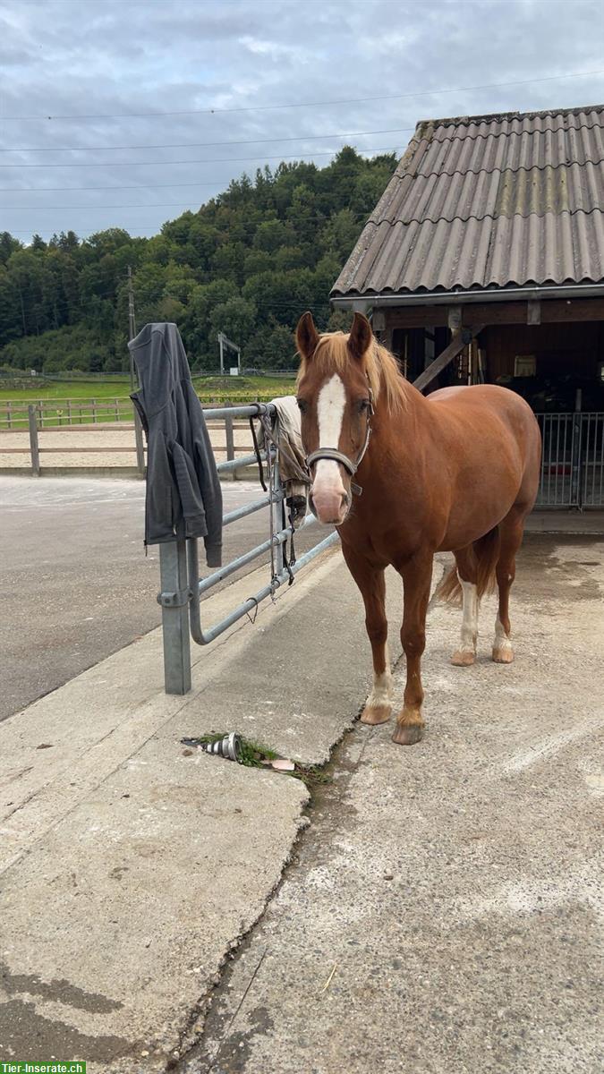 Bild 2: Pferdefreund*in gesucht in der Nähe Rheinfelden AG
