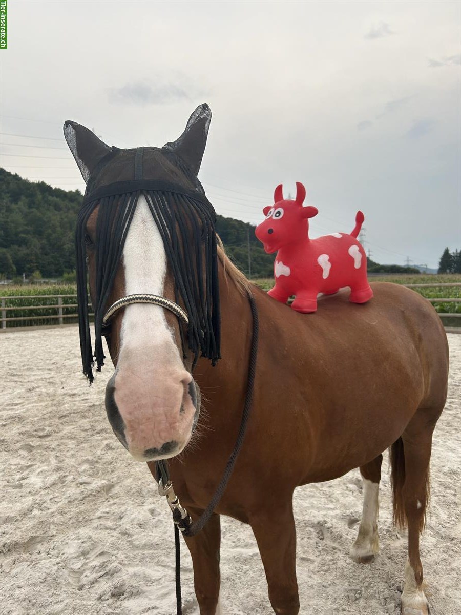 Bild 3: Pferdefreund*in gesucht in der Nähe Rheinfelden AG