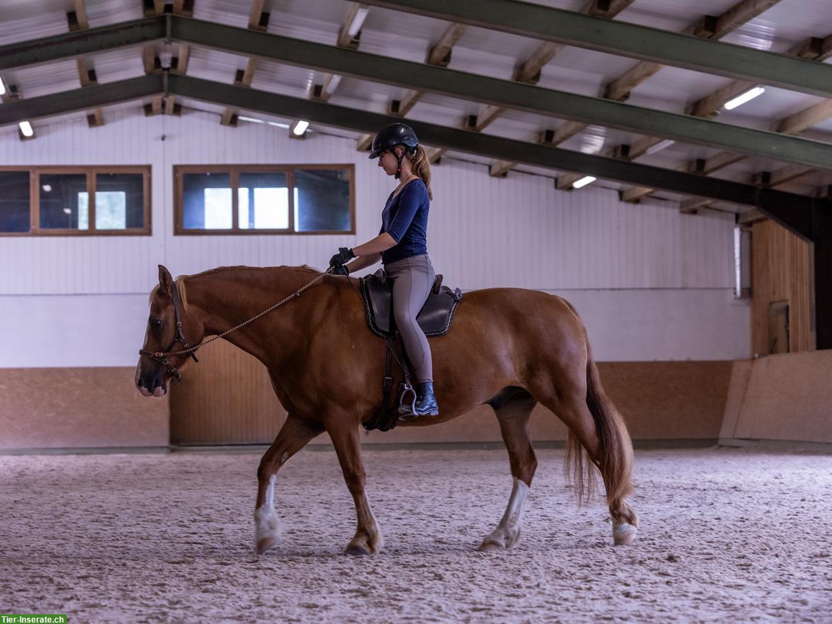 Bild 4: Pferdefreund*in gesucht in der Nähe Rheinfelden AG