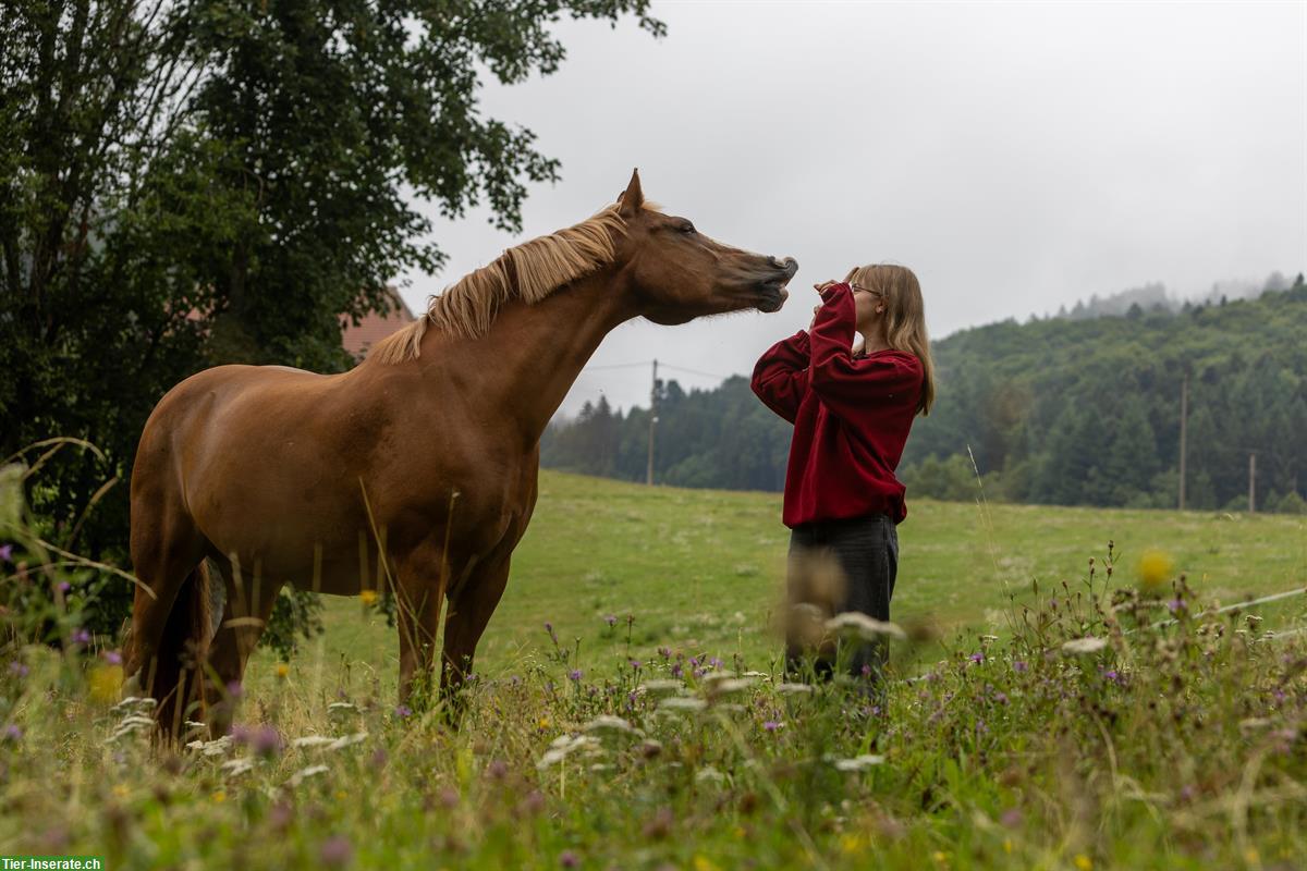 Bild 5: Pferdefreund*in gesucht in der Nähe Rheinfelden AG