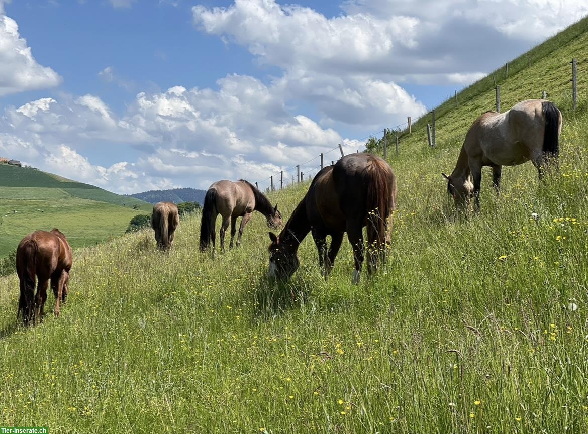 Bild 3: Bieten Bauernhaus zur Untermiete für Tierliebhaber & Naturmenschen