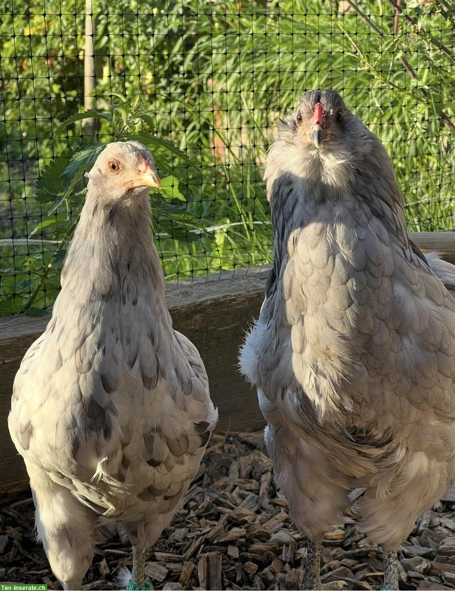 Bild 4: Bieten Bauernhaus zur Untermiete für Tierliebhaber & Naturmenschen
