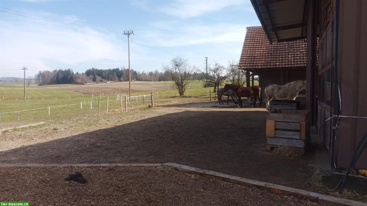 Altersweide mit grosser Weide und liebevoller Betreuung