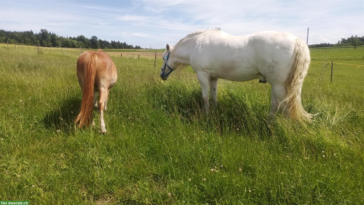 Bild 2: Altersweide mit grosser Weide und liebevoller Betreuung