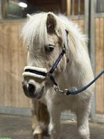 Herzige Shetty Stute, 18-jährig, 95cm