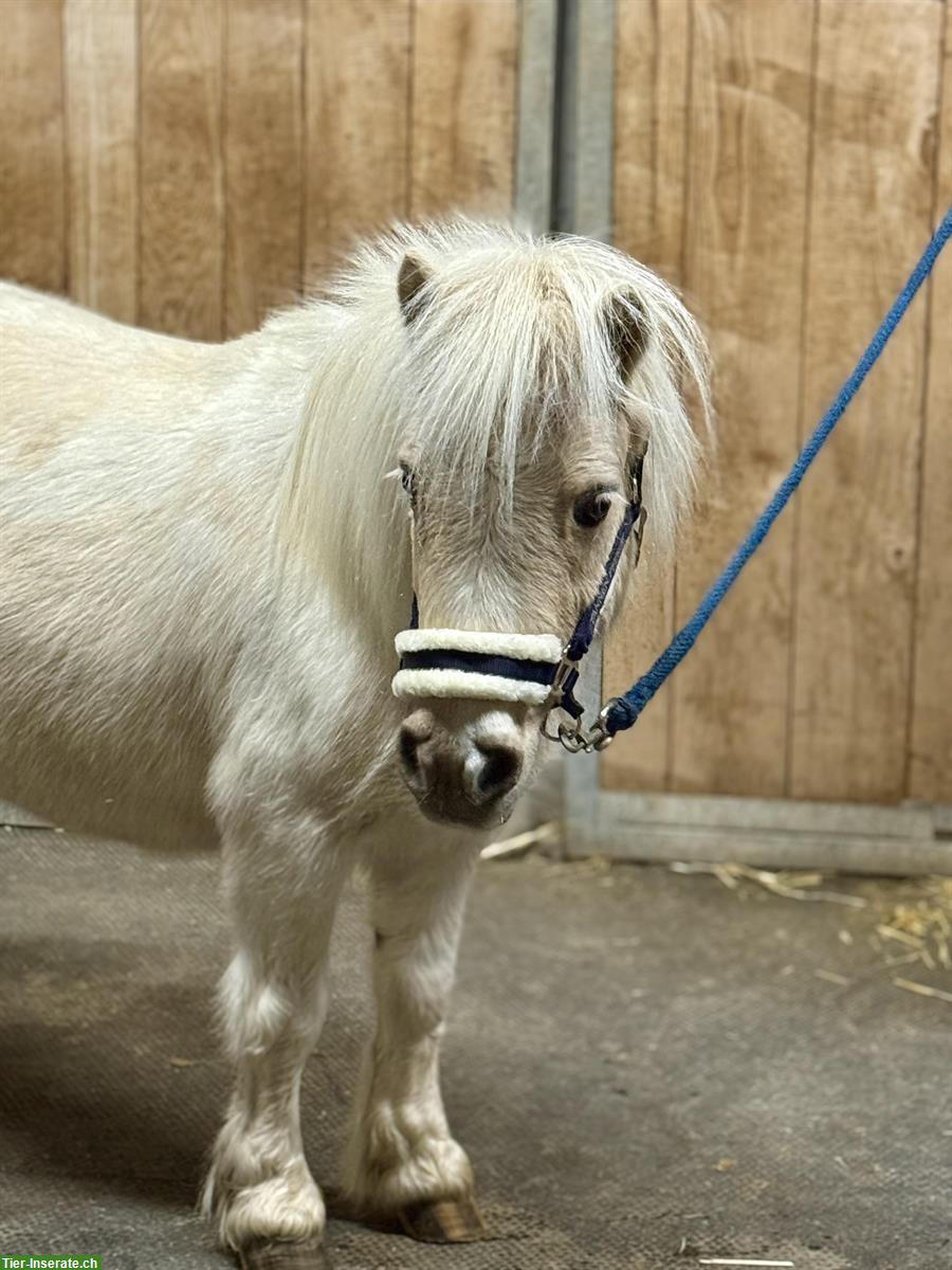 Bild 2: Herzige Shetty Stute, 18-jährig, 95cm