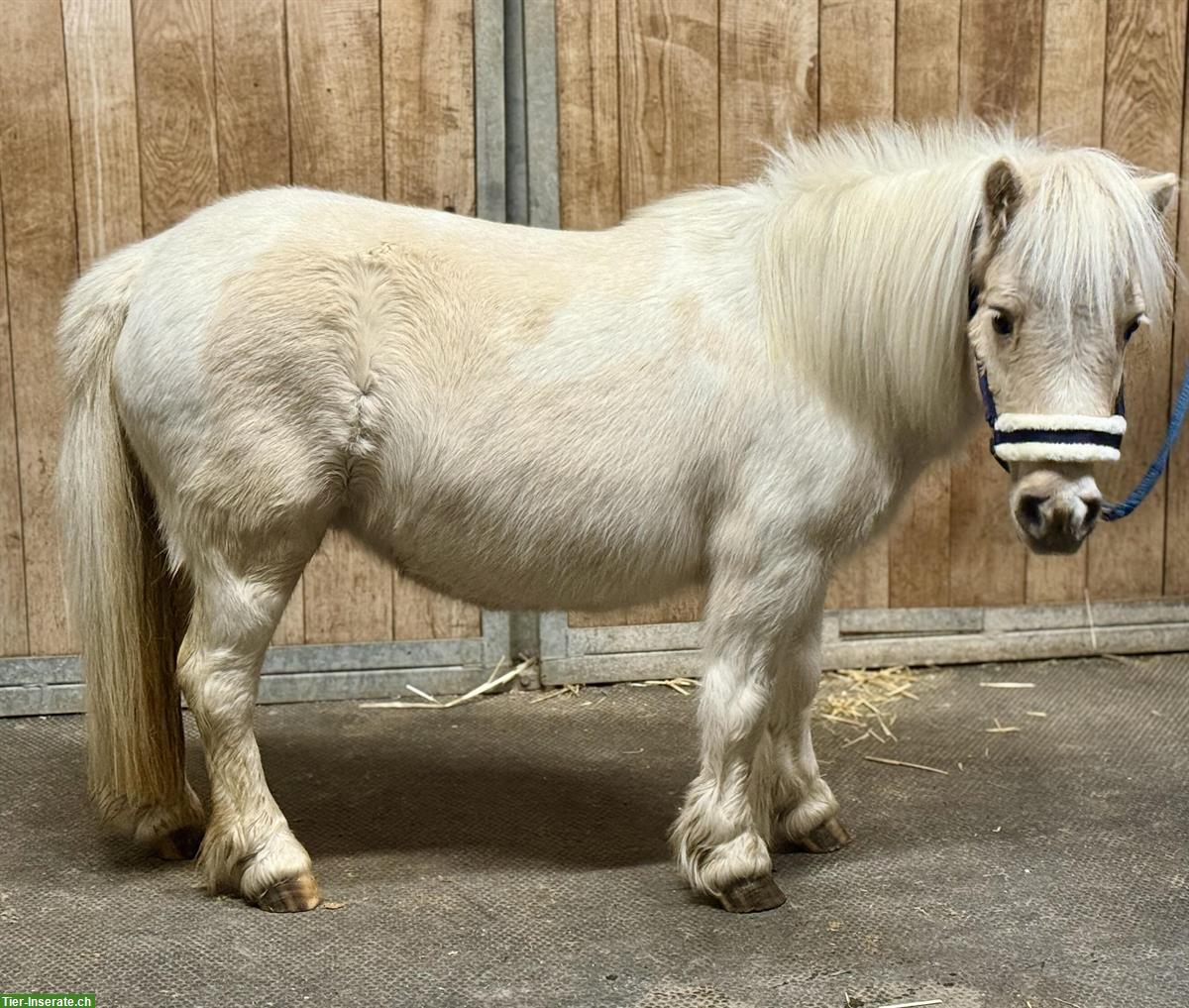 Bild 3: Herzige Shetty Stute, 18-jährig, 95cm