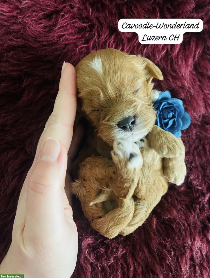 Wurfankündigung: Cavapoo x Cavoodle F1 Hundebabys