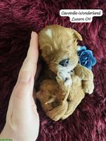 Wurfankündigung: Cavapoo x Cavoodle F1 Hundebabys