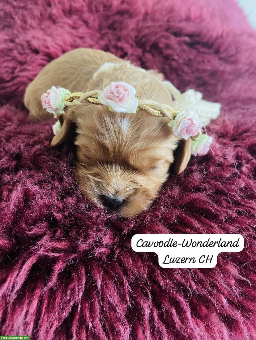 Bild 2: Wurfankündigung: Cavapoo x Cavoodle F1 Hundebabys
