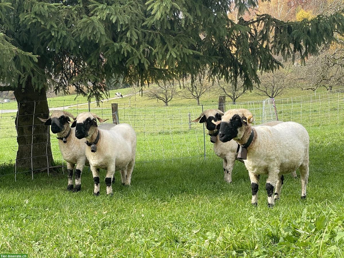 Walliser Schwarznasenschafe zu verkaufen, Bock und Auen