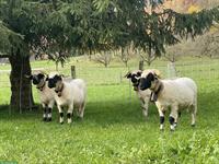 Walliser Schwarznasenschafe zu verkaufen, Bock und Auen