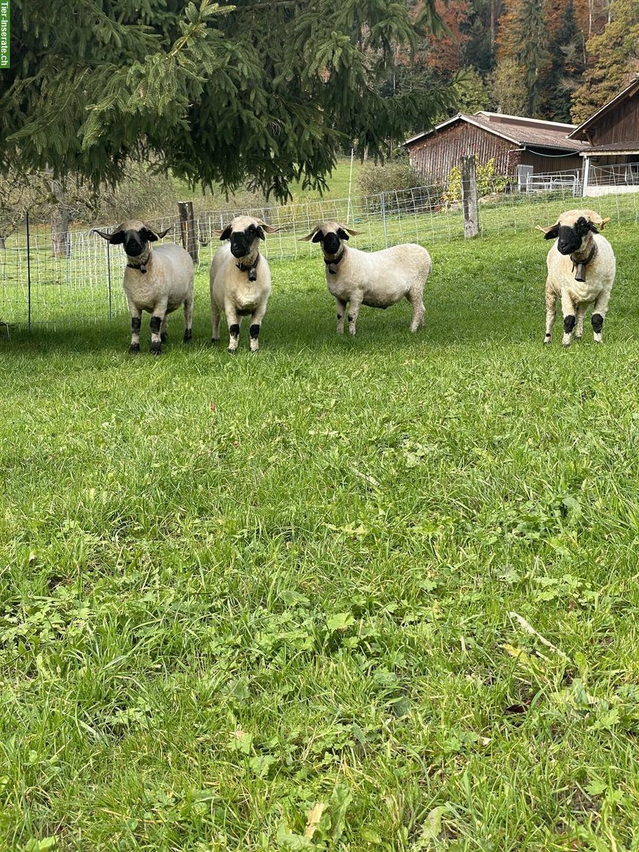 Bild 2: Walliser Schwarznasenschafe zu verkaufen, Bock und Auen