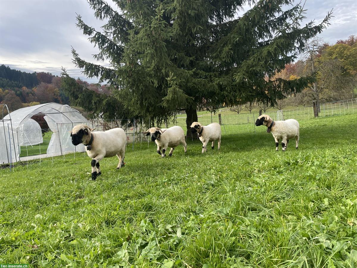 Bild 3: Walliser Schwarznasenschafe zu verkaufen, Bock und Auen