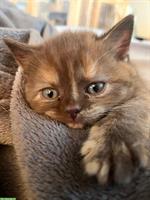 BSH/BKH Kitten, reinrassig mit Stammbaum