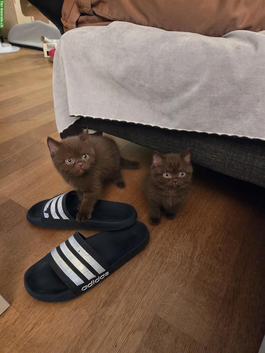 Bild 2: BSH/BKH Kitten, reinrassig mit Stammbaum