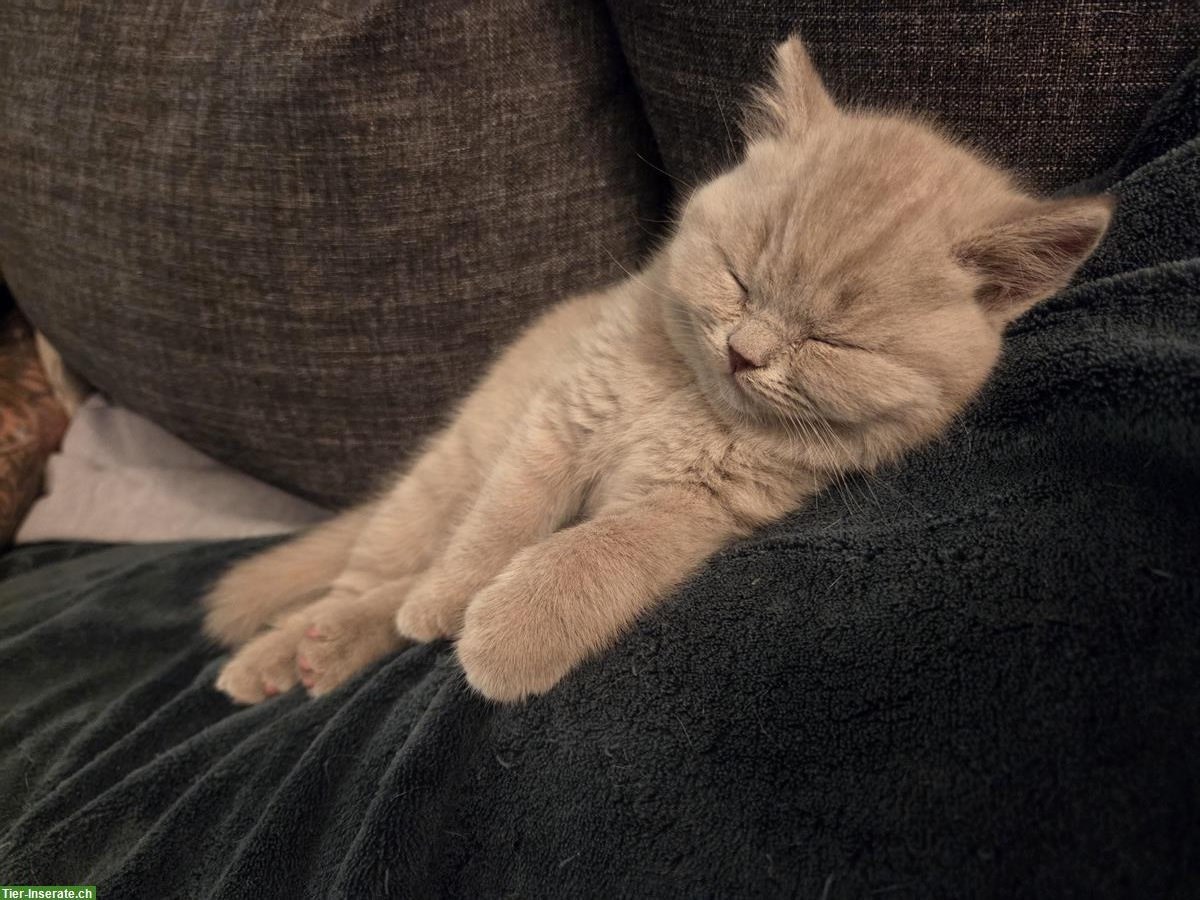 Bild 3: BSH/BKH Kitten, reinrassig mit Stammbaum