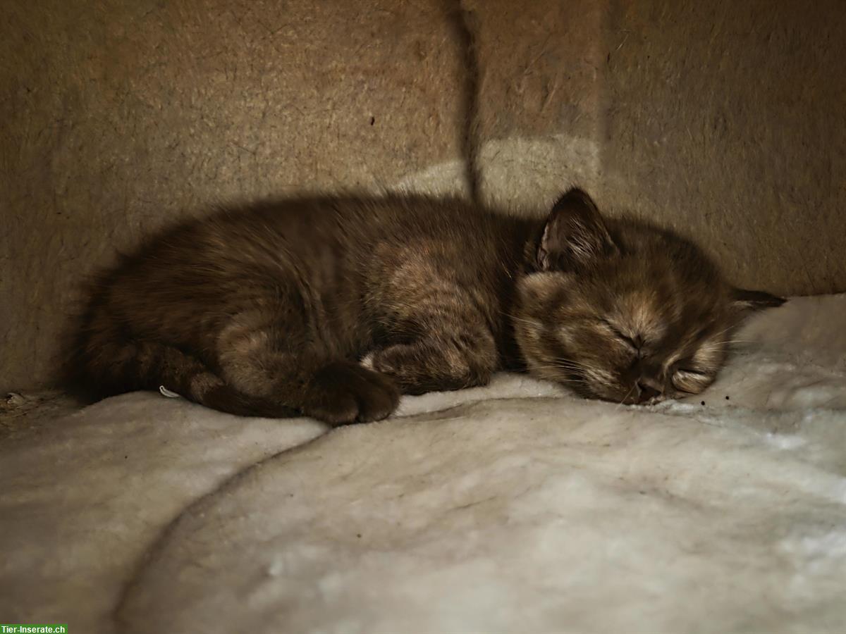 Bild 4: BSH/BKH Kitten, reinrassig mit Stammbaum