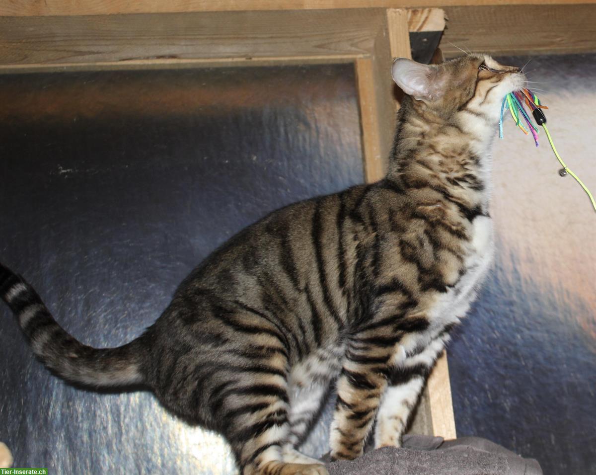 Toyger Katzen, reinrassig mit Stammbaum