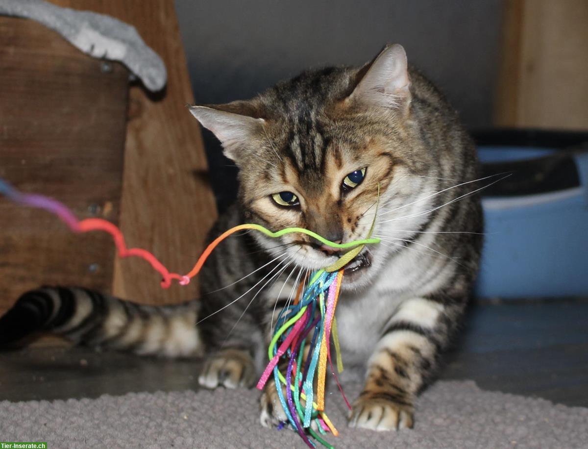 Bild 2: Toyger Katzen, reinrassig mit Stammbaum