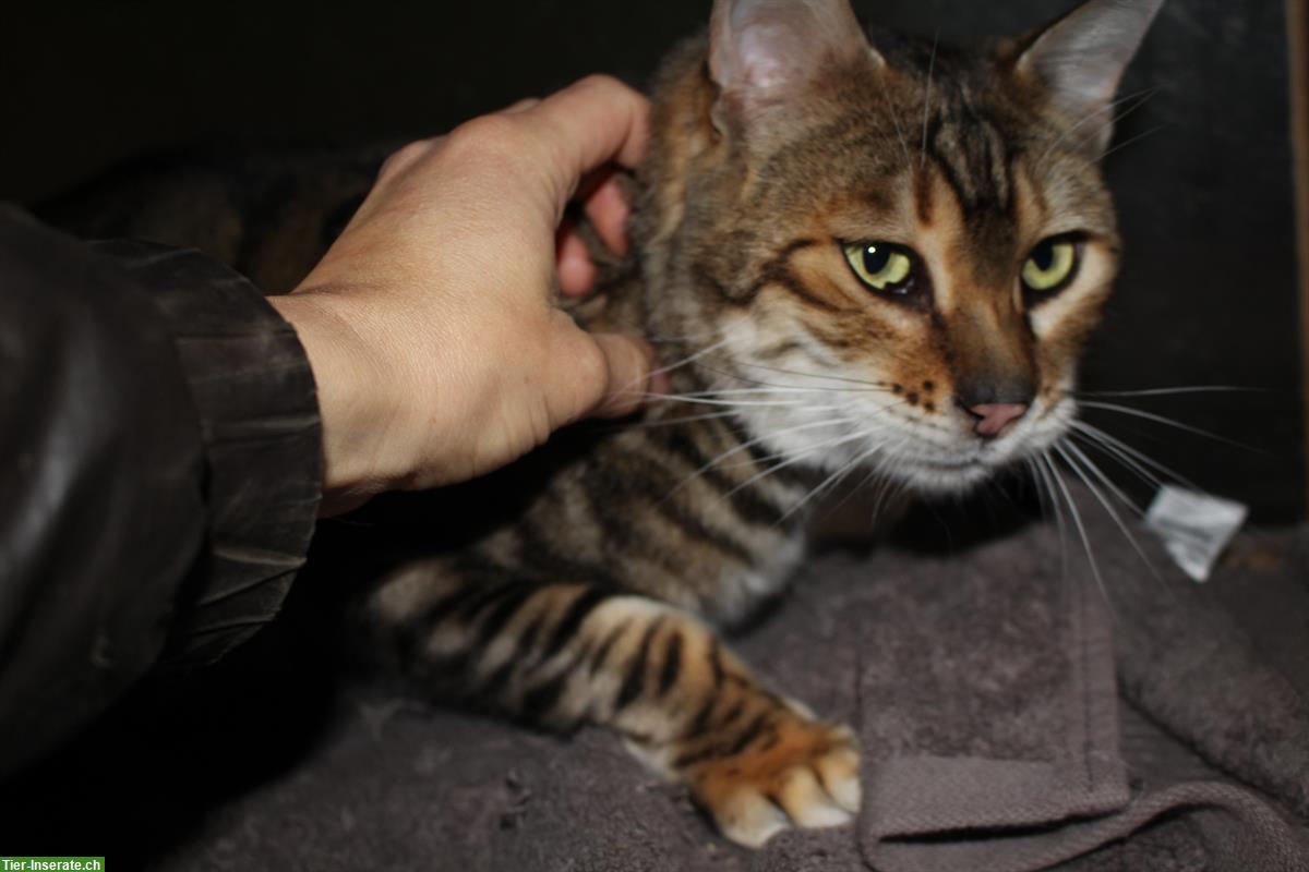 Bild 3: Toyger Katzen, reinrassig mit Stammbaum