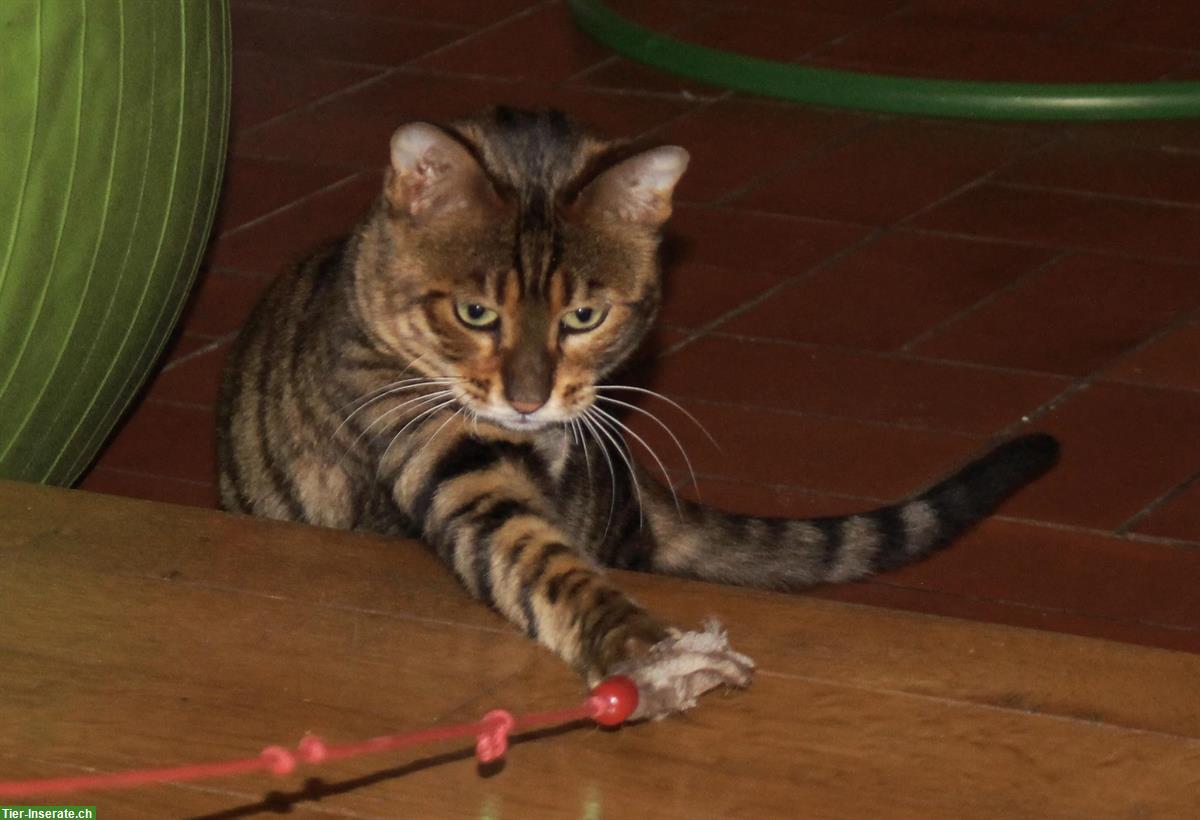Bild 4: Toyger Katzen, reinrassig mit Stammbaum