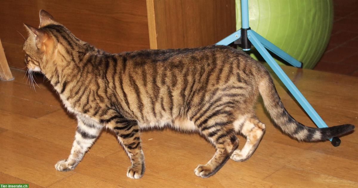 Bild 5: Toyger Katzen, reinrassig mit Stammbaum