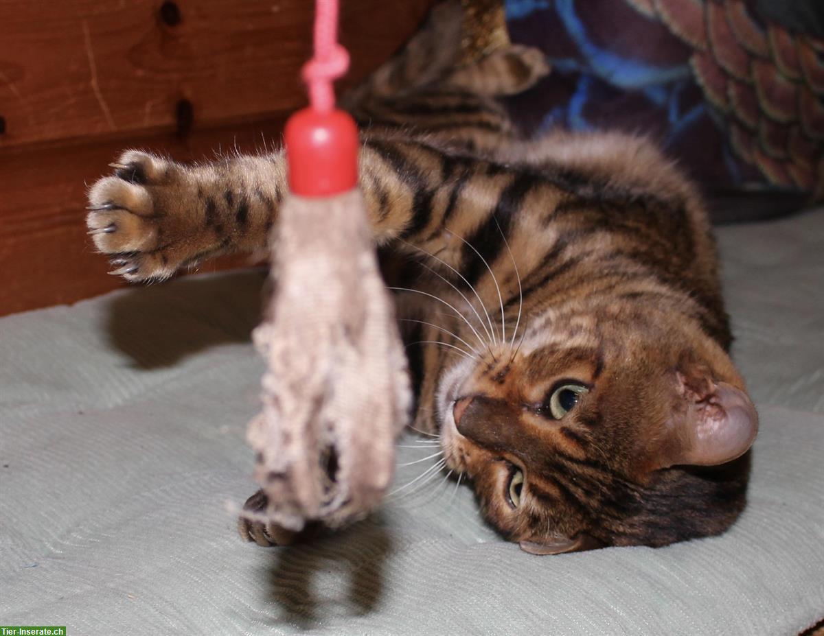 Bild 6: Toyger Katzen, reinrassig mit Stammbaum