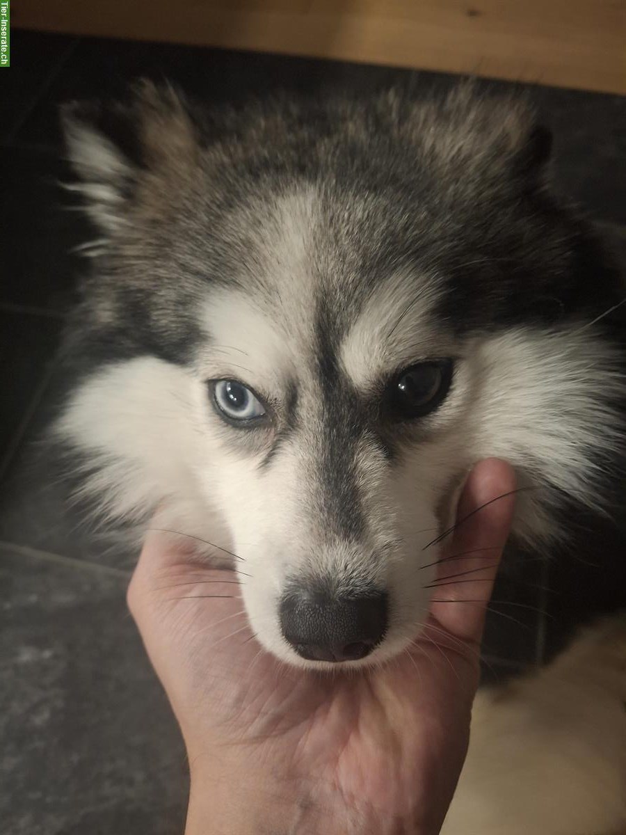 Pomsky Husky Rüde zu verkaufen