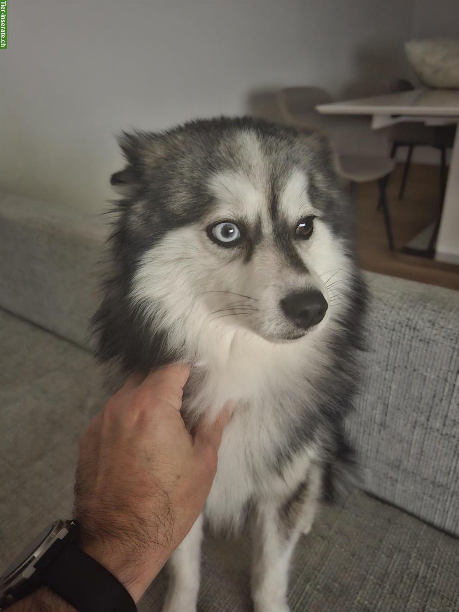 Bild 2: Pomsky Husky Rüde zu verkaufen