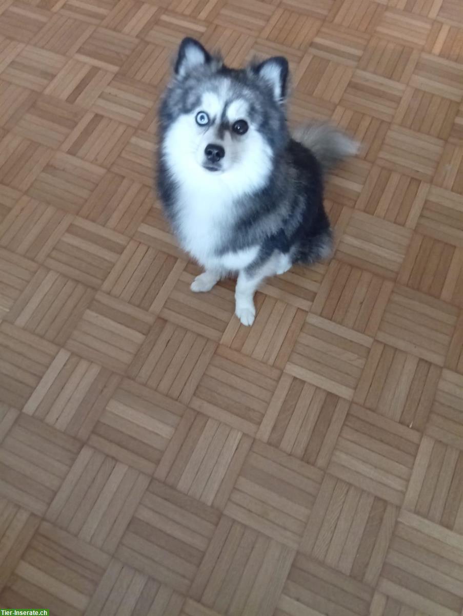 Bild 3: Pomsky Husky Rüde zu verkaufen