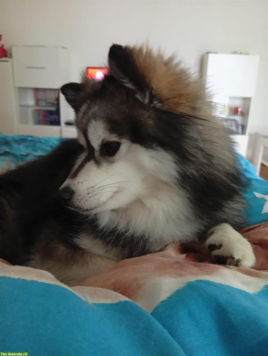 Bild 4: Pomsky Husky Rüde zu verkaufen