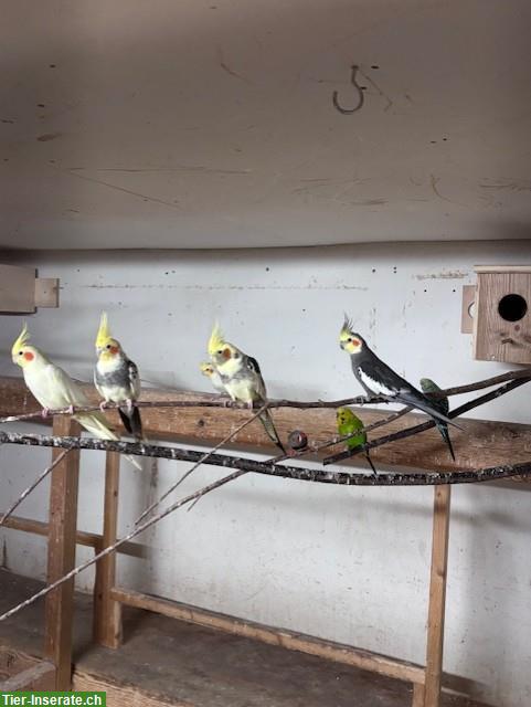 6 Nymphensittiche zu verkaufen, aus Hobbyzucht