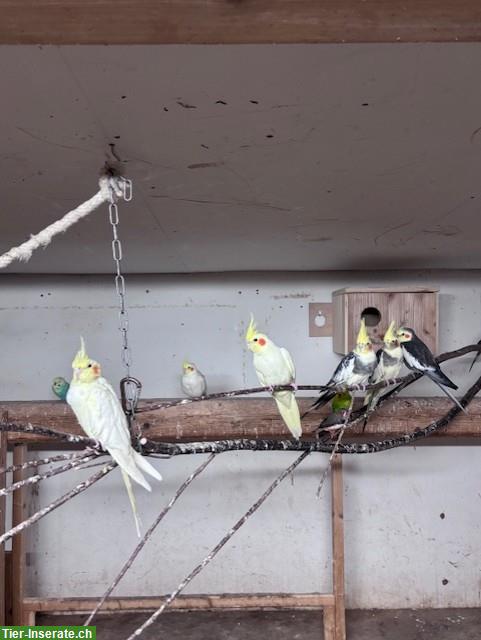 Bild 2: 6 Nymphensittiche zu verkaufen, aus Hobbyzucht