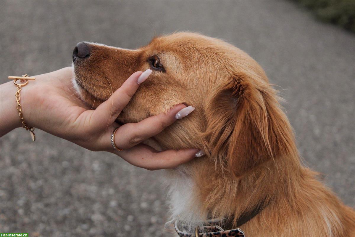 Tierpsychologische Coachings & Workshops für Hundehalter