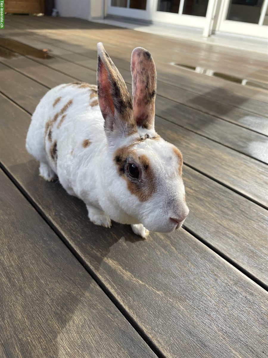 GRATIS: Kaninchen Weibchen sucht Partnertier