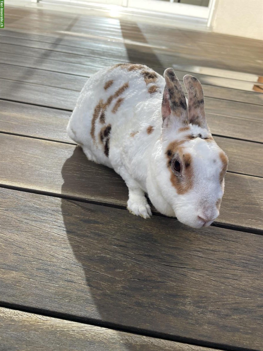 Bild 2: GRATIS: Kaninchen Weibchen sucht Partnertier