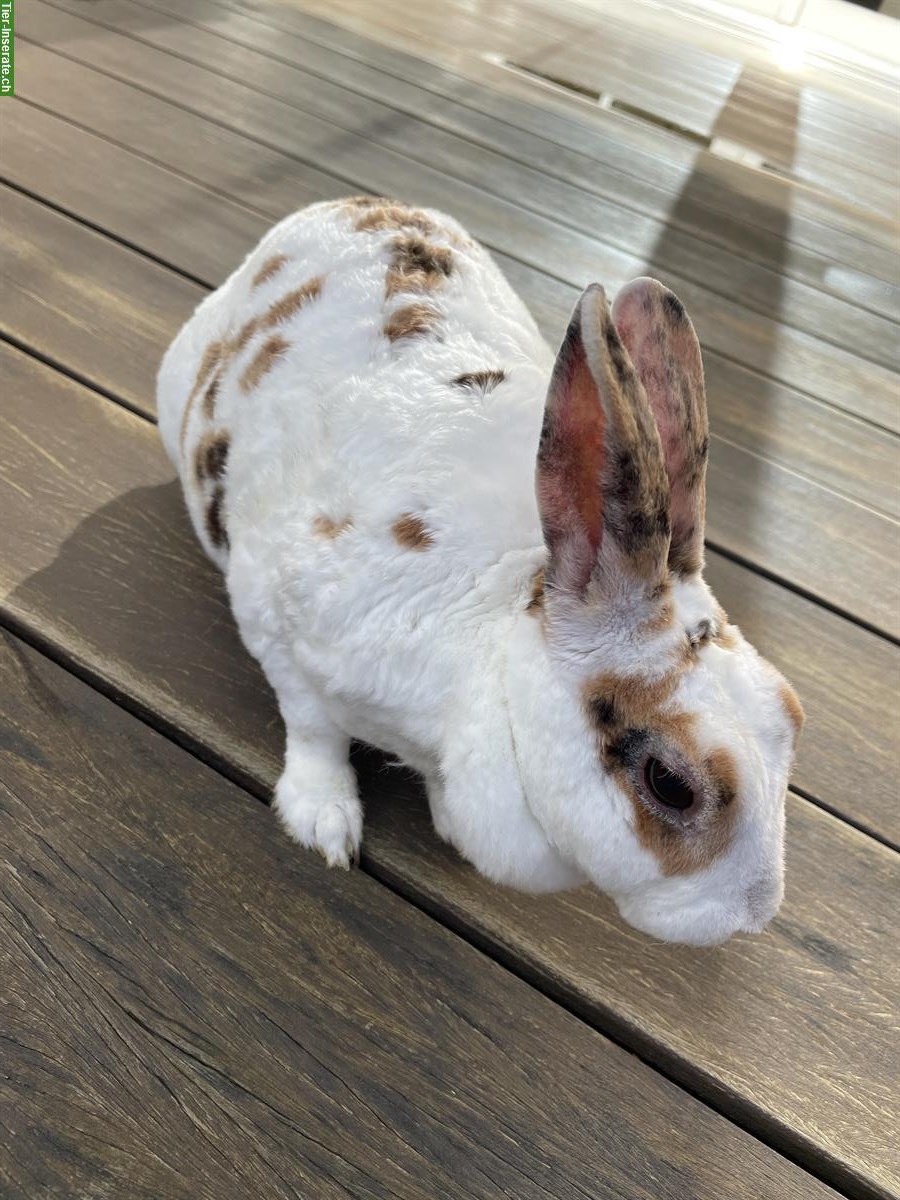 Bild 3: GRATIS: Kaninchen Weibchen sucht Partnertier