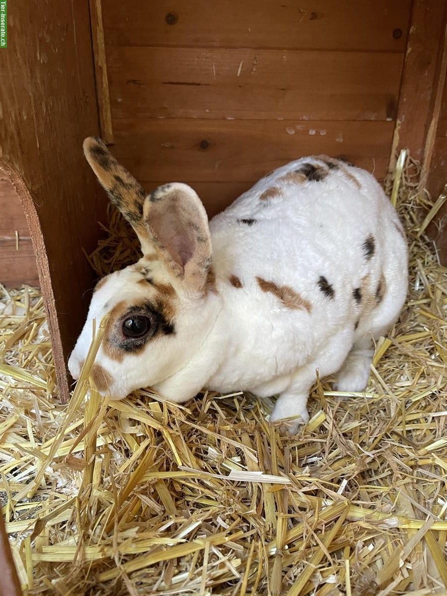 Bild 4: GRATIS: Kaninchen Weibchen sucht Partnertier