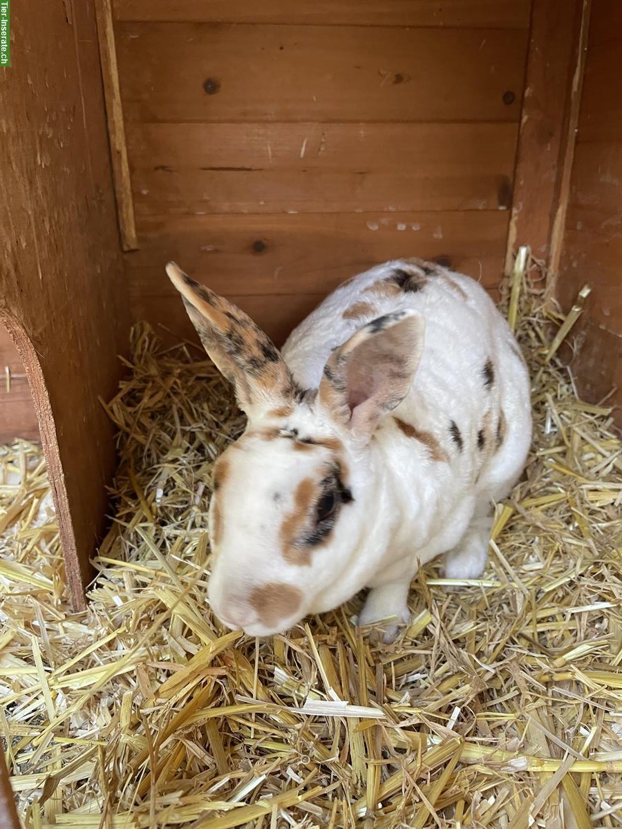 Bild 5: GRATIS: Kaninchen Weibchen sucht Partnertier