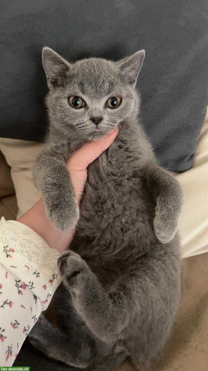 Scottish x Britisch Kurzhaar Kitten, weiblich