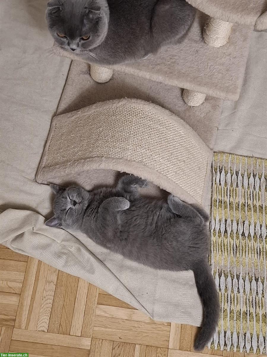 Bild 2: Scottish x Britisch Kurzhaar Kitten, weiblich