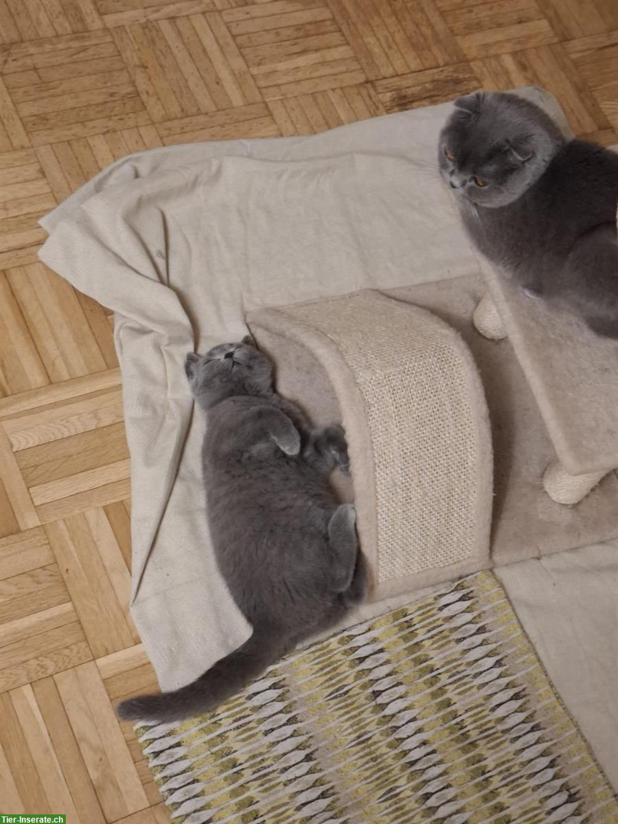 Bild 3: Scottish x Britisch Kurzhaar Kitten, weiblich