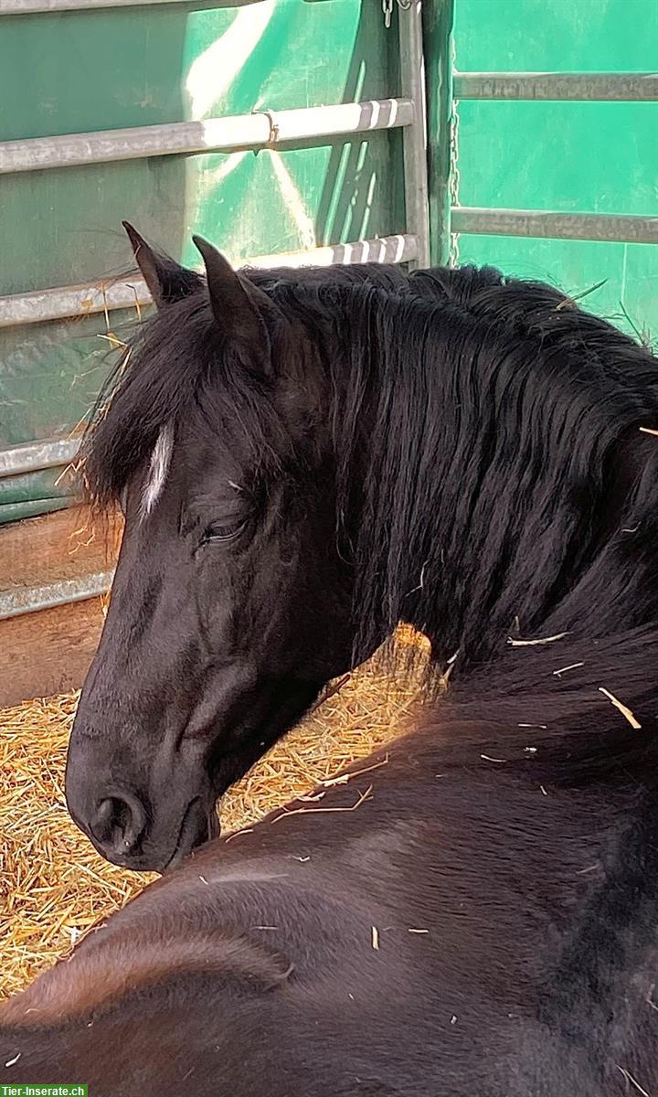 Andalusier Wallach, 11-jährig, sucht Herzensmenschen